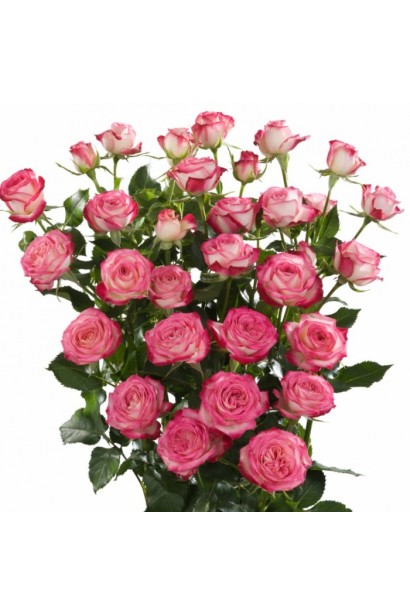 Букет з троянди Сафіна біло-рожевого кольору